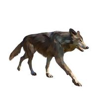 timber wolf Vector white background