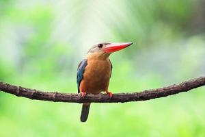 Stork billed Kingfisher perching on the branch in Thailand.