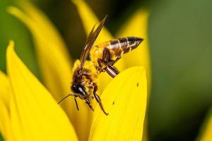 Close up a bee on sunflower. photo