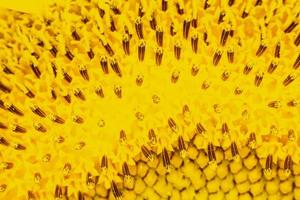 Close up a bee on sunflower. photo
