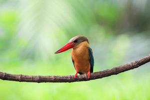 Stork billed Kingfisher perching on the branch in Thailand. photo