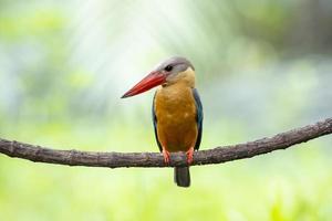 Stork billed Kingfisher perching on the branch in Thailand. photo