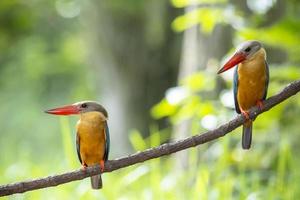 Two of Stork billed Kingfisher perching on the branch in Thailand.