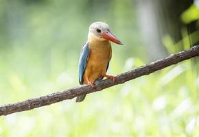 Stork billed Kingfisher perching on the branch in Thailand. photo