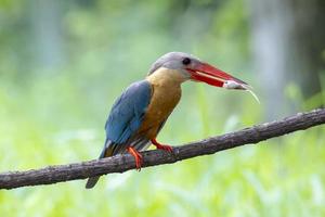 Stork billed Kingfisher with with fish in the beak perching on the branch in Thailand. photo