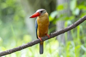 Stork billed Kingfisher perching on the branch in Thailand. photo