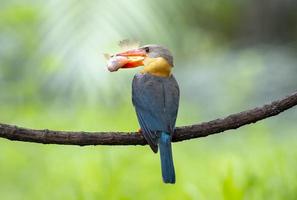 Stork billed Kingfisher with with fish in the beak perching on the branch in Thailand. photo