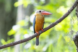 martín pescador de pico de cigüeña posado en la rama en tailandia. foto