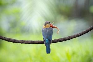 Stork billed Kingfisher with with fish in the beak perching on the branch in Thailand. photo