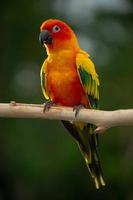 Sun conure parrot perching on the branch in Thailand. photo