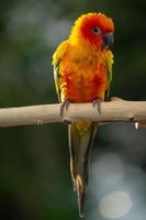 Sun conure parrot perching on the branch in Thailand. photo