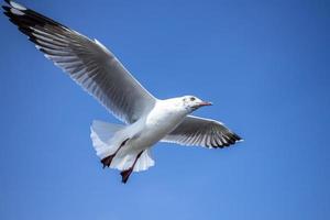 gaviota en el cielo en tailandia foto