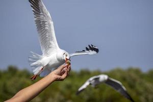 gaviota en el cielo en tailandia foto