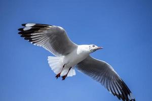 gaviota en el cielo en tailandia foto