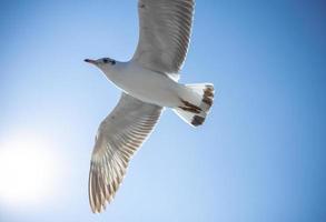 Seagull in the sky in Thailand photo