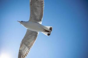 gaviota en el cielo en tailandia foto