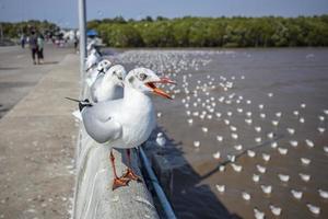 Group of seagull at the pier in Thailand. photo