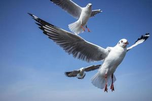 Seagull in the sky in Thailand photo