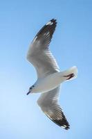 gaviota en el cielo en tailandia foto