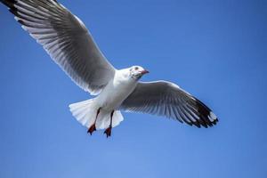 gaviota en el cielo en tailandia foto