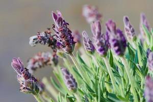 Spanish French lavender, Lavandula stoechas, purple violet May garden plant, close up photo
