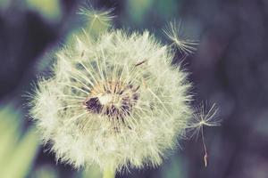dandelion macro with flying seeds photo