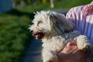 maltese dog on the arm of a woman photo