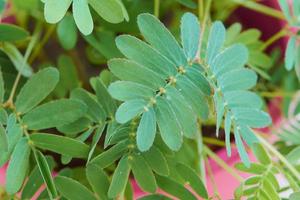 macro of mimosa pudica, sensitive plant in a pink plant pot