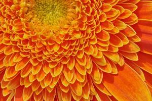 macro of gerbera flower photo