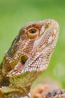 close up on bearded dragon head with sun reflection in the eye photo