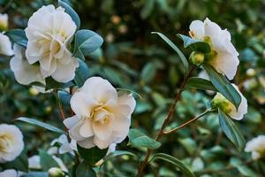 white camellia blooming on a green bush photo