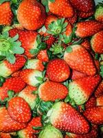 freshly picked fresh strawberries