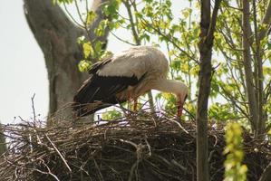 stork in a nest on the trees photo