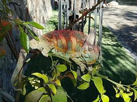 chameleon in a tree photo