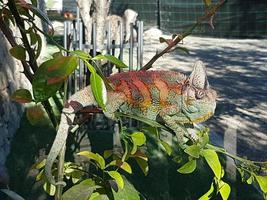 chameleon in a tree photo
