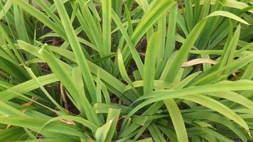 imagen natural de arbusto de planta de hoja verde foto