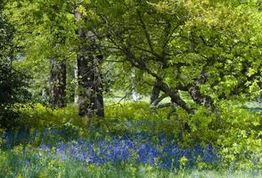 Sunny bluebell wood photo