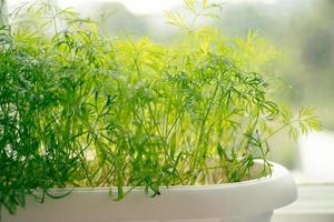 Green young dill close-up. Growing spicy microgreens at home on window. photo