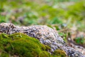 Natural granite stone covered with green moss. Closeup photo