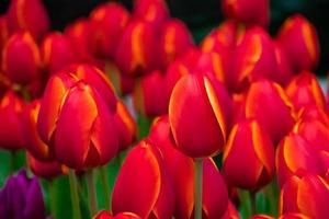 Background from bright colorful tulips. Spring flowers photo
