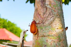 common cockchafer,Melolontha melolontha on the tree. photo