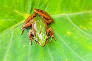 Red-Eyed Amazon Tree Frog on Large Palm Leaf, Red-Eyed Amazon Tree FrogRed-Eyed Amazon Tree Frog, Agalychnis callidryas. photo