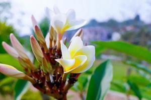 Sonchampa or Champak flower in the park. Champa is the Lao national flower. photo