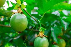 A green Gulupa on tree. Gulupa organic fruit in the traditional farm. photo