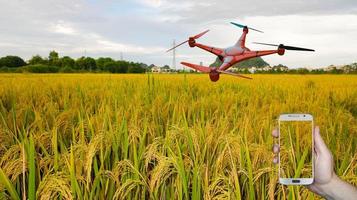 Smart farming is a drone flying to test on the rice field wireless to a smartphone. Smart farmers use drone for various fields like research analysis, terrain scanning technology, smart technology. photo