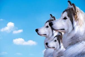 aislado de tres perros husky siberiano sobre fondo de cielo azul foto