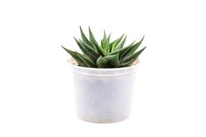 small cactus plant in white pot - Haworthia limifolia isolate on white background,Haworthia limifolia Marloth,File Leafed Haworthia, Fairies Washboard photo