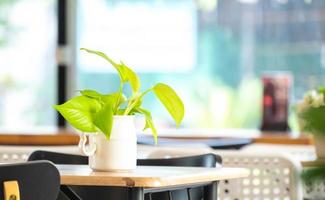 Beautiful green Spotted betel plant in white pot on wooden table at coffee shop background,air purifying tree,green aglonema tree,shop decoration photo