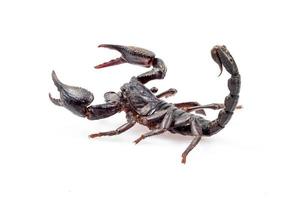 Emperor Scorpion isolated on white background photo