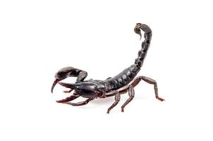 Emperor Scorpion isolated on white background photo